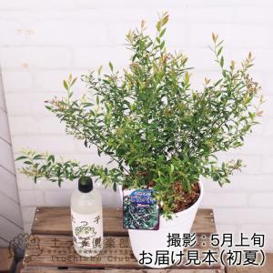 アウトレット ビルベリー 果樹 家庭菜園 6号...の詳細画像1