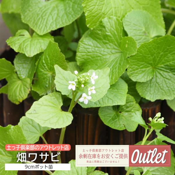 アウトレット 野菜苗 畑ワサビ わさび 9cmポット 家庭菜園