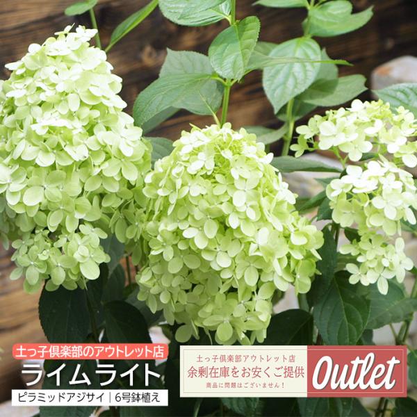 アウトレット ピラミッドアジサイ「ライムライト」 6号鉢植え 大株