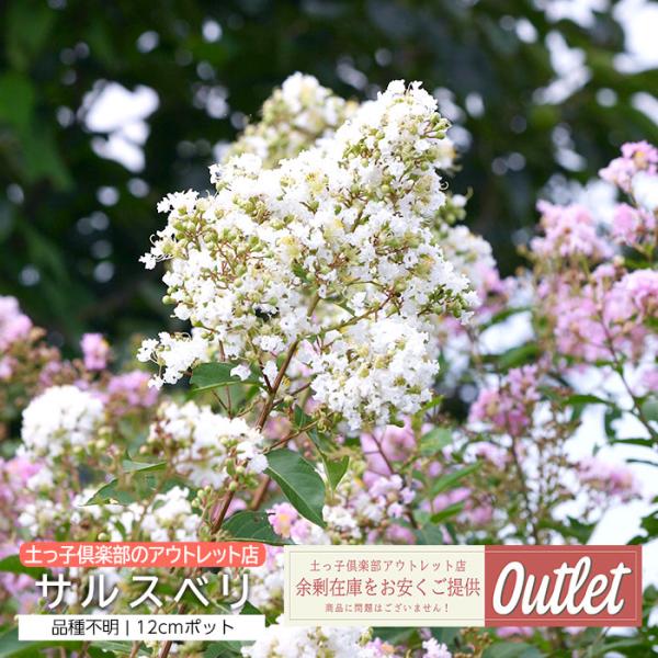 アウトレット サルスベリ 12cmポット苗 (品種不明) 夏の花