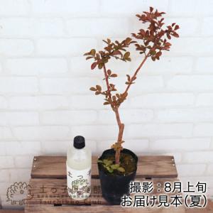 アウトレット サルスベリ 12cmポット苗 (...の詳細画像1