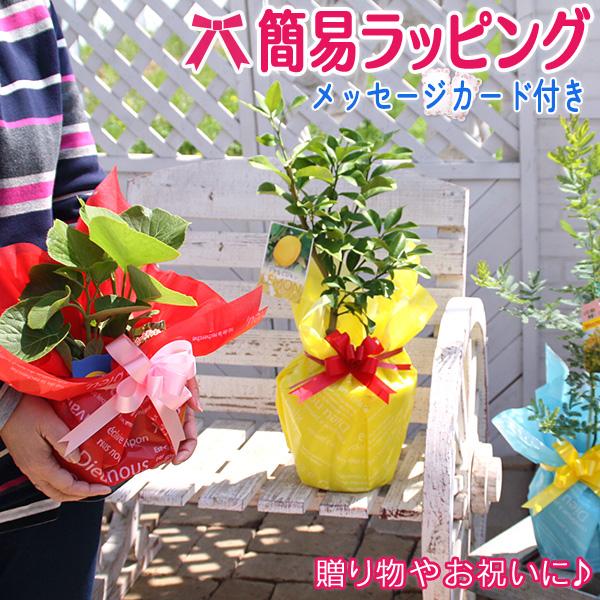 簡易ラッピング