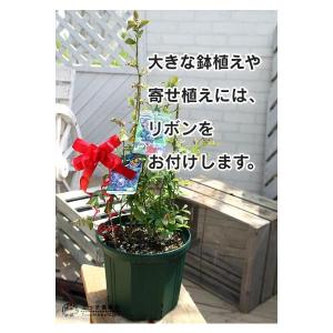 簡易ラッピングの詳細画像3