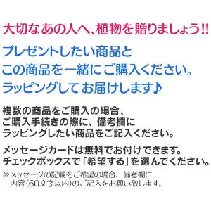 簡易ラッピングの詳細画像4