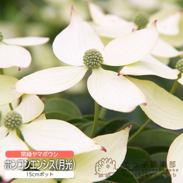 常緑ヤマボウシ 『ホンコンエンシス（月光）』 15cmポット苗