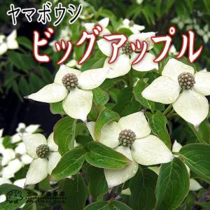 ヤマボウシ 『 ビッグアップル 』 13.5cmポット苗
