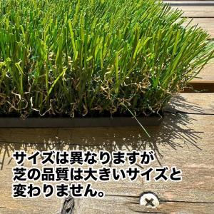 【深!】深ラフ芝 ゴルフ練習マット30cmx3...の詳細画像3
