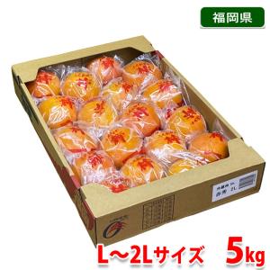 福岡県産　冷蔵柿　富有柿　秀品　L〜2Lサイズ　5kg（箱）