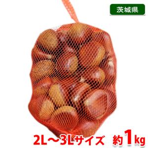 茨城県産　栗 （くり） 2L〜3Lサイズ　約1kg ネット 国産 生栗