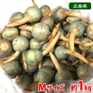 広島県産　くわい（クワイ・慈姑）　秀品　Mサイズ　1kg