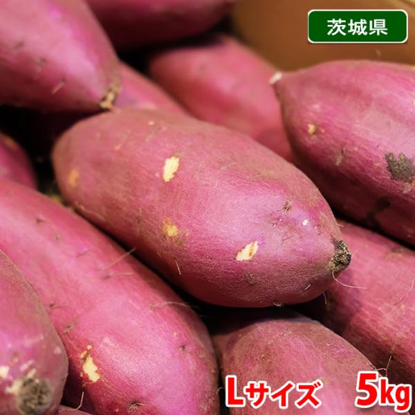 茨城県産（JA茨城旭村）さつまいも　シルクスイート　特秀　Lサイズ　約5kg（15本前後入）箱入り