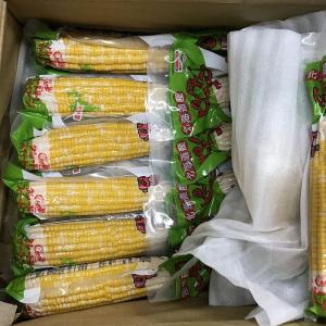 北海道産 とうもろこし 軸付スイートコーン (...の詳細画像5