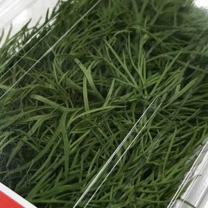 大阪府産他 ディル 約20g (パック) 国産...の詳細画像4