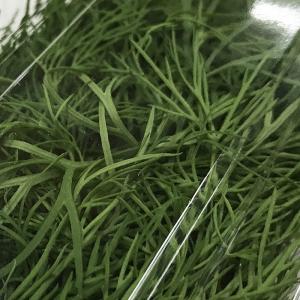 大阪府産他 ディル 約20g (パック) 国産...の詳細画像3