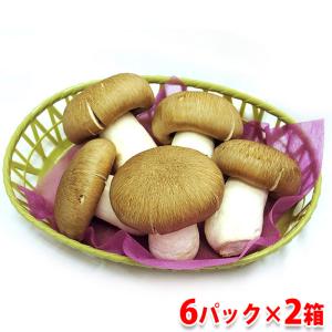 京丹波　大黒本しめじ　大判　5〜7本入り×6パック入り箱