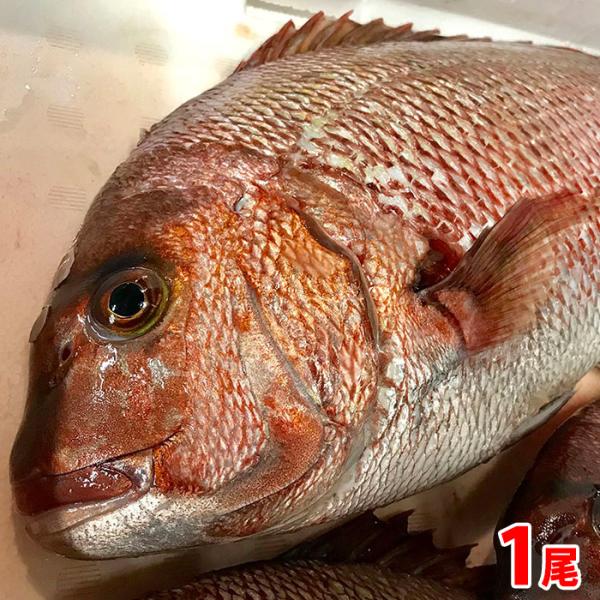 愛媛県産　養殖マダイ（真鯛）1尾約1.2〜1.8kg（正味600g〜700g）　