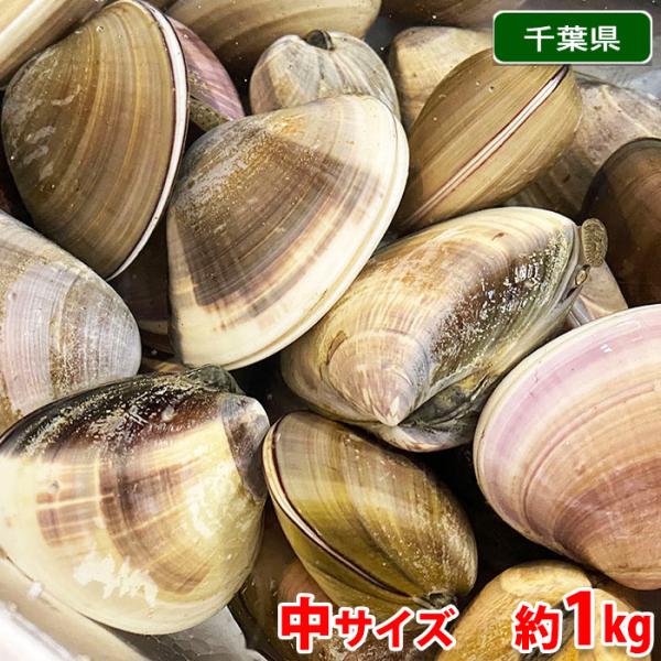 千葉県産他 （活） はまぐり　中サイズ （1個あたり約50〜80g前後） 約1kg