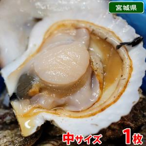 宮城県産他　帆立貝 （ホタテ／ほたて） 中サイズ　殻付き　1枚