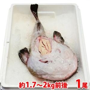 送料無料〕〔ビックサイズ〕北海道産あんこう（鮟鱇）1尾（8kg前後