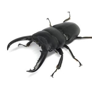 ツシマヒラタクワガタ♂70mmUPペア