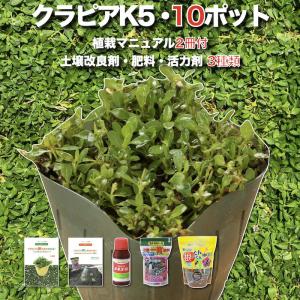 クラピア K5 薄桃 9cmポット苗 10鉢 土壌改良セット マニュアル付き 肥料活力剤3種付き グランドカバー 多年草 下草 薄ピンクの花 ほふく性 庭 宿根草