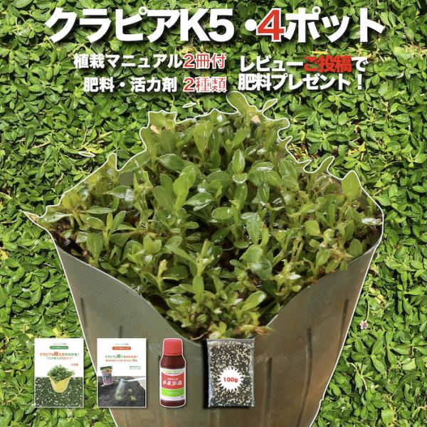 予約商品 クラピア K5 9cmポット苗 4鉢 お試し1平米用 薄桃品種 イワダレソウ改良種 肥料メ...