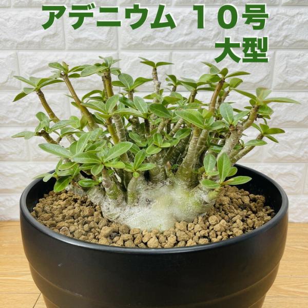 アデニウム アラビカム 10号鉢株 大型 砂漠のバラ 多肉植物 塊根植物 コーデックス 盆栽 観葉植...