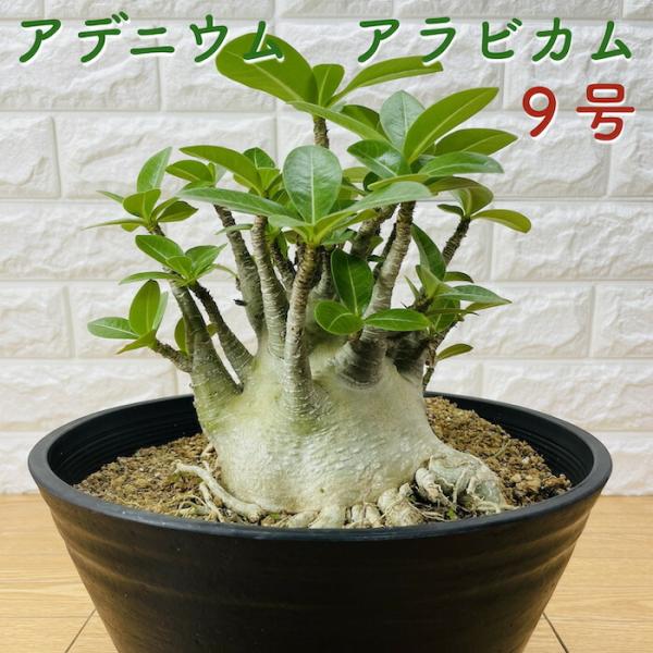 アデニウム アラビカム 9号鉢株 大型 砂漠のバラ 多肉植物 塊根植物 コーデックス 盆栽 観葉植物...