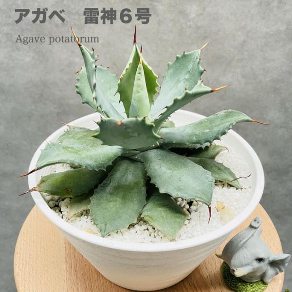 観葉植物 アガベ ポタトラム 雷神 6号鉢株 ライジン 多肉植物 プレゼント ギフト おしゃれな室内...