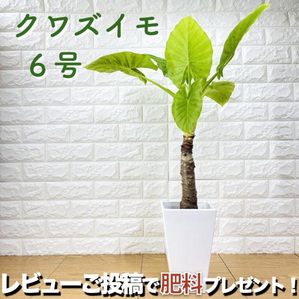 観葉植物 クワズイモ 出世芋 6号鉢苗 おしゃれな可愛い室内インテリア 出世昇進祝い 開店 開業 シ...