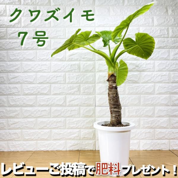 観葉植物 クワズイモ 出世芋 7号鉢苗 おしゃれな可愛い室内インテリア 出世昇進祝い 開店 開業 シ...