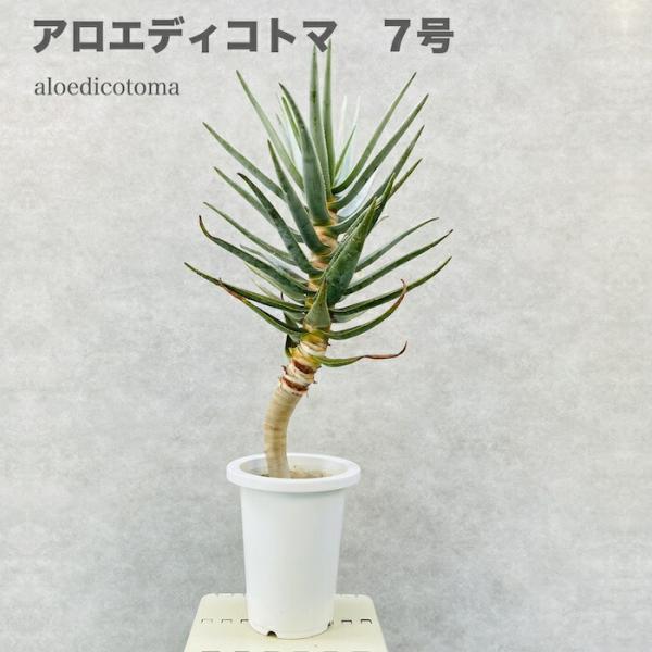 現品 観葉植物 アロエ ディコトマ 7号鉢 大型 多肉植物 大株 aloe たかろかい 高蘆薈 おし...