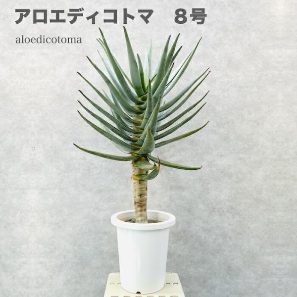 現品 観葉植物 アロエ ディコトマ 8号鉢 大型 多肉植物 大株 aloe たかろかい 高蘆薈 おし...