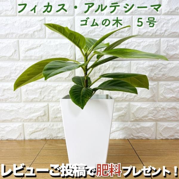 観葉植物 ゴムの木 フィカス・アルテシーマ アルテシマ 斑入り ５号鉢 苗木 鉢植え インドゴムノキ...