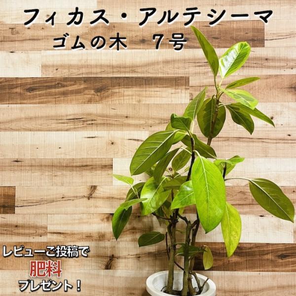 観葉植物 ゴムの木 フィカス・アルテシーマ アルテシマ 斑入り ７号鉢 苗木 鉢植え インドゴムノキ...