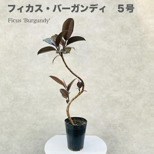 観葉植物 黒ゴムの木 フィカス・バーガンディ 5号鉢 75cm 曲がり樹形 ワイン色 インドゴムノキ...