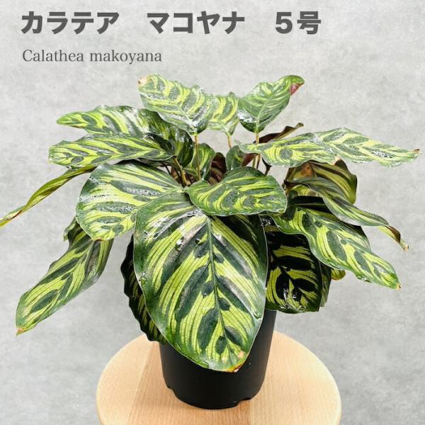 観葉植物 カラテア・マコヤナ 可愛いサイズの5号鉢 おしゃれな室内インテリア 結婚祝い 開業祝い 誕...