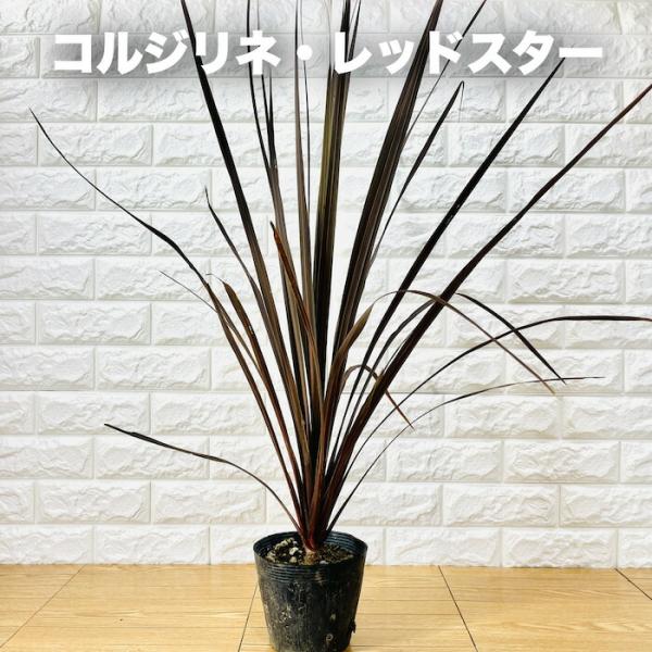 観葉植物 コルジリネ レッドスター 5号ポット 赤ドラセナ シンボルツリー 室内インテリア 誕生日 ...