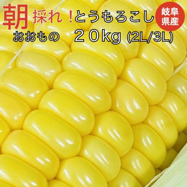 7月上旬発送 朝採れ とうもろこし 20kg 極甘品種おおもの 48本前後（20.5kg以上) 2L...