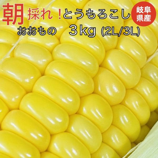 7月上旬発送 朝採れ とうもろこし 3kg 極甘品種おおもの 7本から9本（3.5kg以上) 2Lか...
