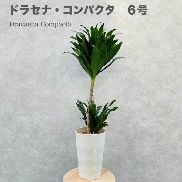 観葉植物 ドラセナ コンパクタ 6号鉢 幸福の木 デレメンシス フレグランス シンボルツリー 室内イ...