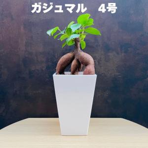 ガジュマルの木 観葉植物 4号鉢苗 盆栽 小さいミニサイズ おしゃれな