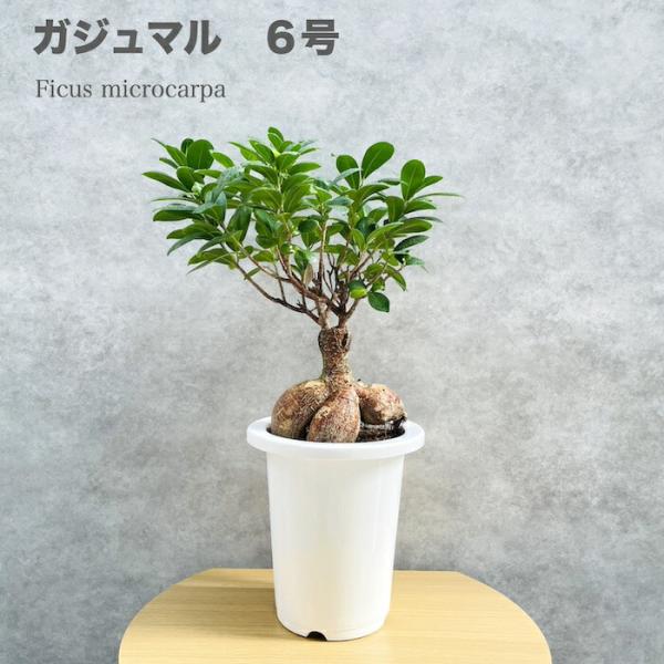 ガジュマル 観葉植物 6号鉢苗 盆栽 敬老の日 ガジュマルの木 インテリア 開店祝い おしゃれなプレ...