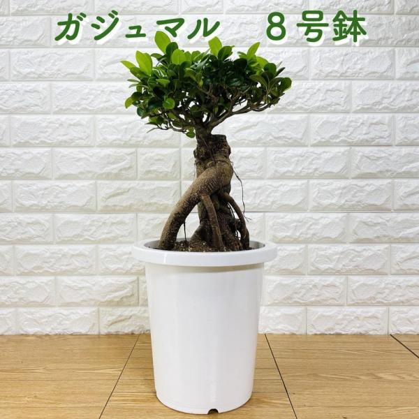 ガジュマル 観葉植物 8号鉢苗 盆栽 大型種類 ガジュマルの木 多幸の木 敬老の日 おしゃれ プレゼ...