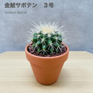 SALE キンシャチ　サボテン　⭐︎金鯱8号 サボテンの王様 金鯱 8号鉢 大型 観葉植物 多肉植物 金シャチ