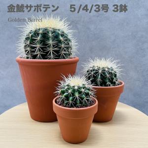 サボテンの王様 金鯱 8号鉢 大型 観葉植物 多肉植物 金シャチ おしゃれ