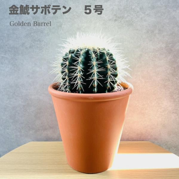 サボテンの王様 金鯱 5号鉢 観葉植物 多肉植物 金シャチ おしゃれでかわいい ギフト プレゼント ...
