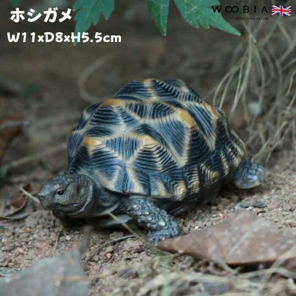 置物 かわいい 動物 玄関 亀の置物 ホシガメ 小 おしゃれ インテリア 庭 ガーデンオーナメント ...