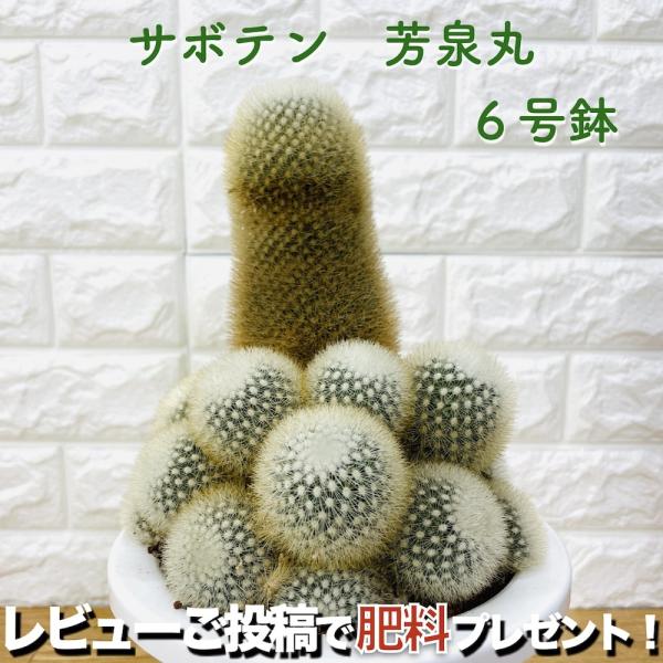 観葉植物 サボテン 芳泉丸 6号鉢 マミラリア属 ふわふわで可愛い 多肉植物 インテリア オシャレ ...