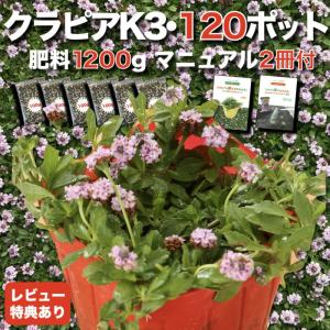 クラピア K3 9cmポット苗 120鉢 ピンク品種 イワダレソウ改良種 肥料1200g 植栽マニュアル付 グランドカバー 多年草 下草 ピンクの花 匍匐性 庭